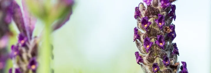 Lila Schopflavendelblüte